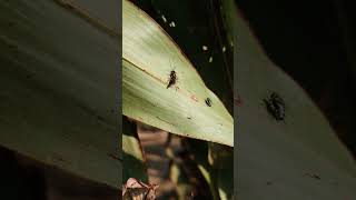 Phaenolobus terebrator collecting pollen [upl. by Rosario57]