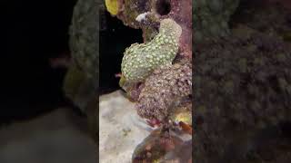 INCREDIBLE SHOCKING FOOTAGE OF UNFILTERED Marine Fish Tank 4K [upl. by Eniretak695]