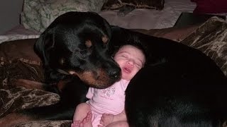 Rottweiler Dogs And Babies Kissing And Playing Happy Together Compilation  Dog Loves Baby videos [upl. by Hike85]