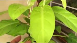 How to grow and care PhilodendronPropagation method of philodendron [upl. by Whyte]