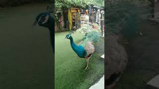 Peacocks video flying and sound [upl. by Hills]