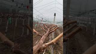 Pruning Grape Vines [upl. by Gnoht]