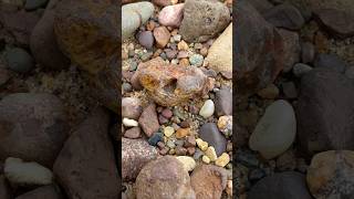 Limonite Stained LSA agate rockhounding rocks nature [upl. by Etnaled504]