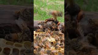 Western Honeybees Defend Their Hive Against a Giant Hornet [upl. by Hcirdeirf]