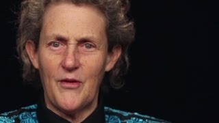 Temple Grandin on Visual Thinking and Animal Behavior [upl. by Ragouzis280]