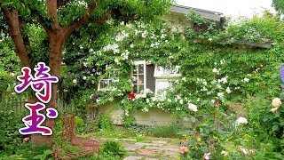 【Private Residence】Contrasting types of Two Private Rose Gardens in Saitama オープンガーデン 4K 斉藤邸 遠藤邸 [upl. by Wolpert697]