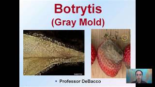 Botrytis Gray Mold [upl. by Marjory]