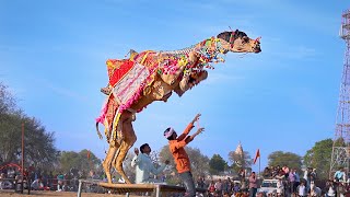 Mitthi Mitthi Smile  New Rajasthani Song 2024  New Camel Dance rajasthanidance priyanshu [upl. by Orimlede]