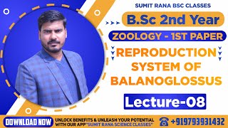 Lt8 Reproductive System Of Balanoglossus  BSc2nd Year  Zoology 1st Paper [upl. by Nahshun]