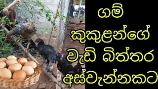 ගම්කුකුලන්ගේ වැඩි බිත්තර අස්වැන්නකට💪🤑 For higher egg yield of country chickens🐔🐔🤫🤫farming [upl. by Blanka100]