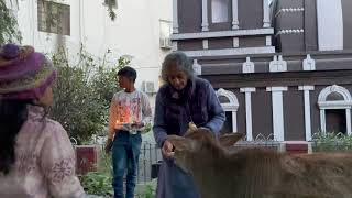 Vanamali Mataji Celebrating Mattu Pongal  ShubhPongal [upl. by Tarrel]