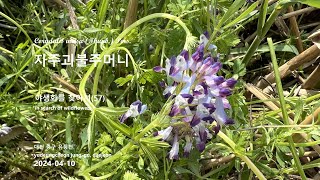 자주괴불주머니 Corydalis incisa 야생화를 찾아서57 in search of wildflowers 대전 유등천 yudeungcheon junggu daejeon [upl. by Quita]