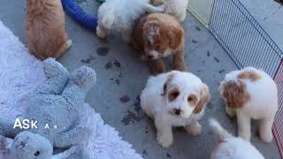 F1B Cockapoo Puppies Playing SD 480p [upl. by Sullivan132]