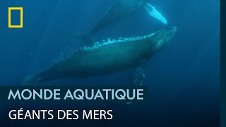 Les techniques de chasse des immenses baleines à bosse [upl. by Barram]