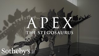 Discovering and Unearthing a 150 Million Year Old Dinosaur Meet Apex the Stegosaurus  Sothebys [upl. by Decrem]