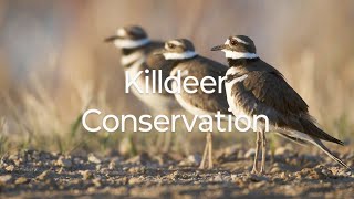 Killdeer Conservation bird birds birdlovers [upl. by Alviani]