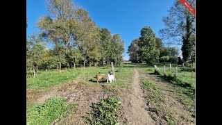 Renoviertes Bauernhaus in Ungarn mit großem Grundstück für Pferdehaltung geeignet ABA CM157 [upl. by Head]