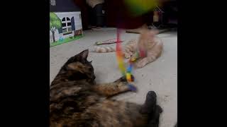 Mikey and Annie Ribbon toy rochesterny kittensplaying short rainbowtoys orangecat [upl. by Gnuhp132]