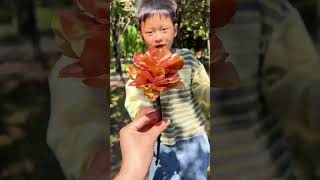 Koelreuteria paniculata fruit turns into flowers 💐💐 [upl. by Einnij]