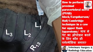 Paravertebral nerve blockFarquharsonHallCambridge technique for upper flank laparotomy in a cow [upl. by Ayifas]