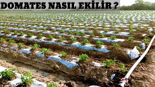 Domates ekimi nasıl yapılır Domates yetiştiriciliği püf noktaları Mersin tarsus heleke köyü [upl. by Leirud]