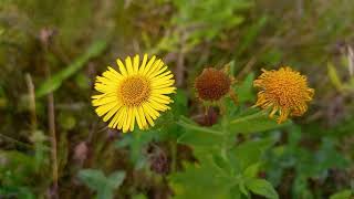 Common Fleabane  A visual guide to this pretty wildflower with its daisylike blooms [upl. by Ahtimat]