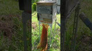 Capturing a Swarm of Japanese Honeybees [upl. by Tertia]