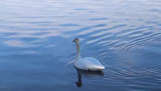 TRUMPETER SWANS 2024 [upl. by Nnaeel488]