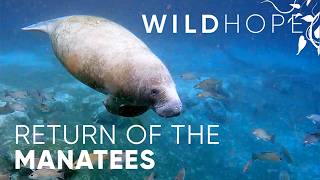 Manatees finally return to these restored Florida rivers  WILD HOPE [upl. by Darcy]