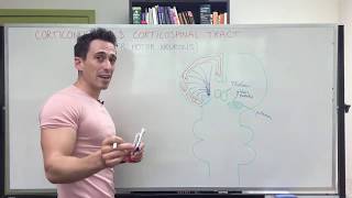 Descending motor pathways  corticospinal and corticonuclear tracts upper motor neurons [upl. by Aivull]