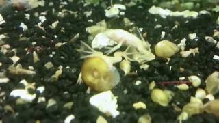 Xenopus laevis albino young adult frogs 10 weeks video 8 HD [upl. by Attenauqa]