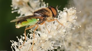 Goatsbeard Pollinating Powerhouse [upl. by Omsare]