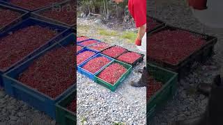 lingonberry picking harvesting cranberry lingonberry berryfarm [upl. by Auqenat]