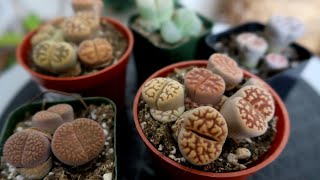 All About Lithops Care [upl. by Haela976]