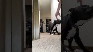 Thors Return To Normalcy A Grand Pibble Zooms [upl. by Yearwood]