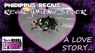 Phidippus regius Regal jumping spider Mating [upl. by Varick186]