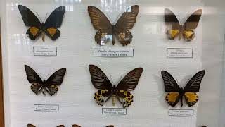 Unique Collection of Tropical Lepidoptera Awesome Birdwings genus Troides Entomology Science [upl. by Mayhs]