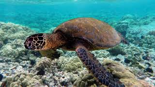 Green sea turtle  Wikipedia audio article [upl. by Naujaj]