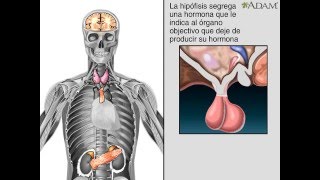 Glándulas endocrinas [upl. by Tamara]