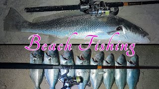 Beach Fishing at Night Mulloway and Tailor [upl. by Gignac]