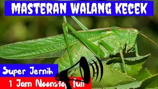 Masteran Walang Kecek Super Jernih mp3 Durasi Panjang 1 Jam Full MP3 [upl. by Whiffen86]