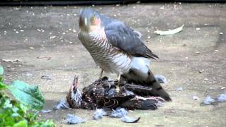 Sparrowhawk plucking live Starling pt2 [upl. by Mairim69]