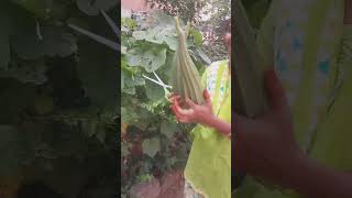 Ridge Gourd harvesting బీరకాయలు😍fresh Vegetables in my home garden😊 [upl. by Rahs]