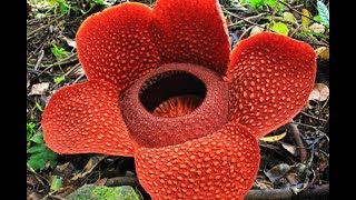 Το μεγαλύτερο άνθος στον κόσμο Rafflesia arnoldii  Biggest flower in the world [upl. by Seabury]