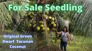 For Sale Original Green Coconut Dwarf Tacunan Seedling [upl. by Nnaeus]