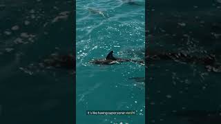 How Dolphins “See” with Sound [upl. by Marylynne555]