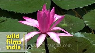 Water lily Nymphaeaceae growing in a pond [upl. by Ackerman]