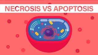 What is Necrosis vs What is Apoptosis [upl. by Bates123]