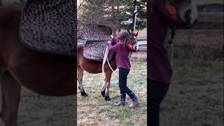 Baby Horse Reacts to Saddle Pad [upl. by Ettenyar]