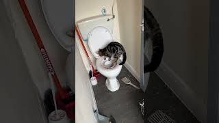 Kitten toilet train kitten cats toilet [upl. by Amilas]